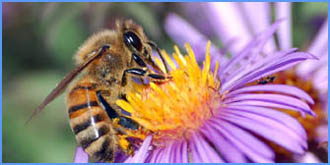 Honey Bee on a wild flower
