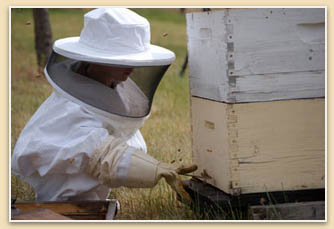 Honey Beekeeper