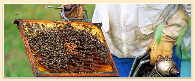 Bucks County Honey Beekeeper